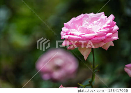 Close-up of rose flower (China rose) Rose Garden Hanaasobi, Aso City 128417066