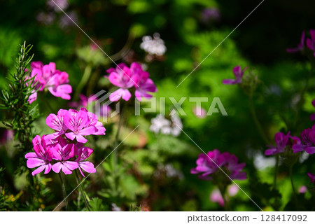 Pink geranium Pink geranium 128417092