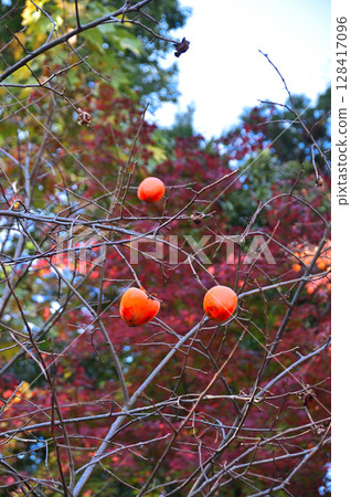 Remaining persimmon 128417096