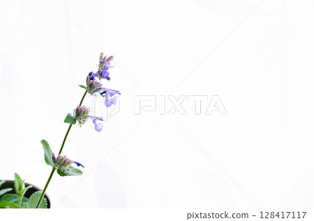Cat mint Cat mint 128417117