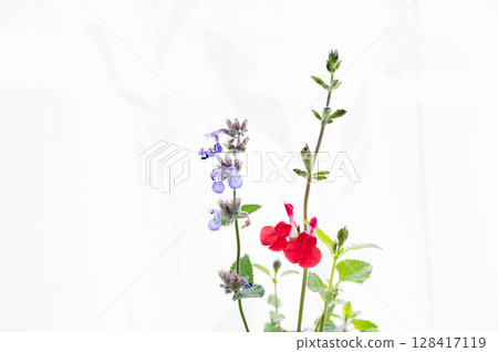 Cherry Sage and Catmint Cherry Sage and Catmint 128417119