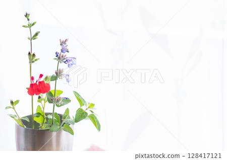 Herbs in the room 128417121