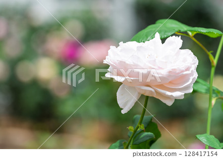 玫瑰花特寫(玫瑰)阿蘇市玫瑰園花遊 玫瑰花特寫(玫瑰)阿蘇市玫瑰園花遊 128417154