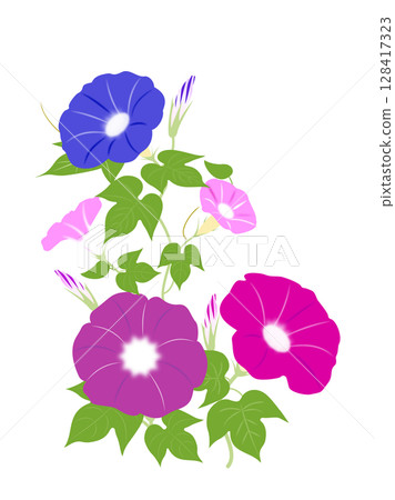 美麗的牽牛花插圖 128417323