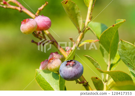 Blueberries are ripe in abundance Blueberries are ripe in abundance 128417353
