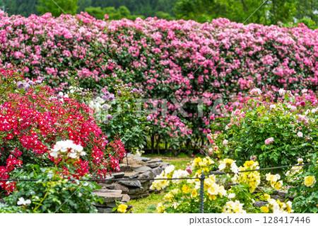 Rose flower close-up (rose) Rose Garden Hanaasobi, Aso City 128417446