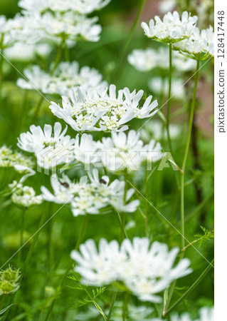 玫瑰花（Ollaya grandiflora）玫瑰園 Hanaasobi，阿蘇市，牧木市的特寫 128417448