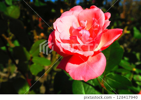 單粉紅玫瑰花景觀 單粉紅玫瑰花景觀 128417940