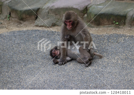 Monkey of Takasakiyama in Oita Prefecture Monkey of Takasakiyama in Oita Prefecture 128418011