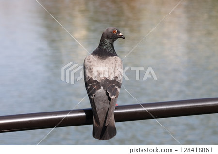 Pigeons perched on a railing 128418061