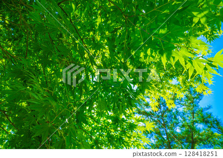 Fresh green tree and clear sky 128418251