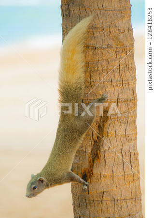 Cute squirrel on Pattaya beach (Thailand) 128418253