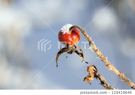 Rose hip on a thorny branch, topped with delicate snow 128418646