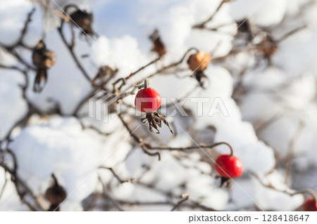 Bright red rose hip berries on a winter day 128418647