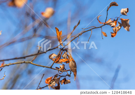Close-up of tree branches with dried leaves silhouetted against blue autumn sky Close-up of tree branches with dried leaves silhouetted against blue autumn sky 128418648