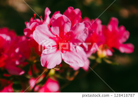 Bright pink azalea blooms in spring garden. Close up azaleas full bloom in springtime. Rhododendron flowers blooming in a formal garden. Floriculture. 128418787