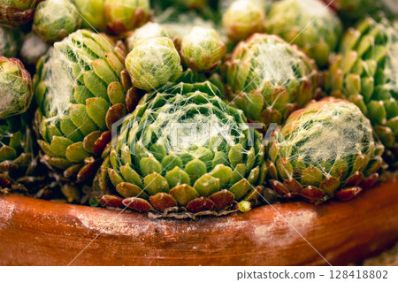 Sempervivum arachnoideum plant cluster grow in a brown pot in cacti rock garden. Small cobwebbed succulents in greenhouse. Gardening and plants care. Sempervivum arachnoideum plant cluster grow in a brown pot in cacti rock garden. Small cobwebbed succulents in greenhouse. Gardening and plants care. 128418802