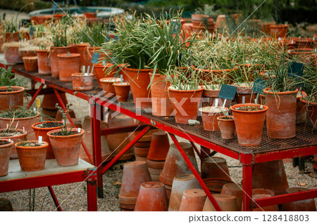 Many potted plants. Lots of flower pots on a metal rack in the botanical garden. Growing plants in the greenhouse. Red clay flower pots outdoors. 128418803