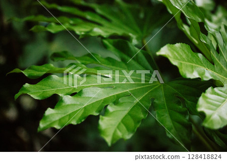 Aralia Japonicafresh leaves. Dark green tropical plants growing in a wild nature of forest, rainforest, jungles, park. Fatsia plant in Japanese garden 128418824