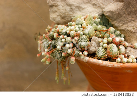 Sempervivum arachnoideum grow in a red pot in cacti rock garden. Small succulents growing and care. Gardening and plants care. Space for text. Sempervivum arachnoideum grow in a red pot in cacti rock garden. Small succulents growing and care. Gardening and plants care. Space for text. 128418828