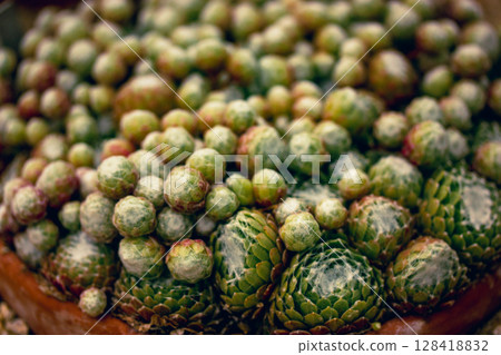 Carpet of sempervivum arachnoideum plant cluster grow in a pot in cacti rock garden. Small succulents background, pattern. Gardening and plants care. Carpet of sempervivum arachnoideum plant cluster grow in a pot in cacti rock garden. Small succulents background, pattern. Gardening and plants care. 128418832