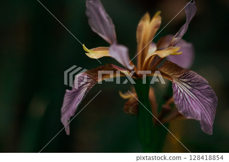 Beautiful single Iris foetidissima violet purple flower bud on dark background. Stinking iris, gladdon, Gladwin iris, roast-beef flowering plant. 128418854