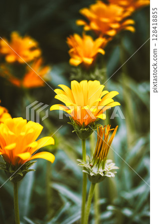 Orange blooming flowers gazania rigens in botanical garden. Flowering plants are growing in a spring summer flower bed. Blossoming plant outdoors. 128418855