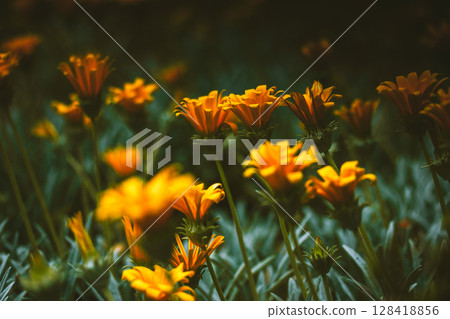 Orange blooming flowers gazania rigens in botanical garden. Flowering plants are growing in a spring summer flower bed. Blossoming plant outdoors. Orange blooming flowers gazania rigens in botanical garden. Flowering plants are growing in a spring summer flower bed. Blossoming plant outdoors. 128418856