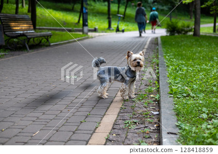 A charming Yorkshire Terrier poses in a park during a sunny day, enjoying its walk A Yorkie doggy stands on a brick path, looking to the side in a park, with people in the blurred background. 128418859