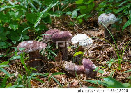 A cluster of grapes growing in the vine 128418906