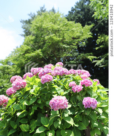 Vibrant hydrangea 128418942