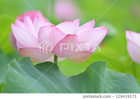 一朵美麗的蓮花 128419171