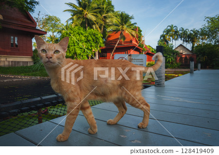 A ginger cat stands on a wooden walkway, surrounded by lush greenery and traditional Thai style red roofed buildings with palm trees in the background. 128419409