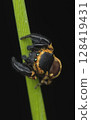 Small crow jumping spider (male) 128419431