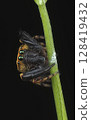 Small crow jumping spider (male) 128419432