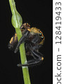 Small crow jumping spider (male) 128419433