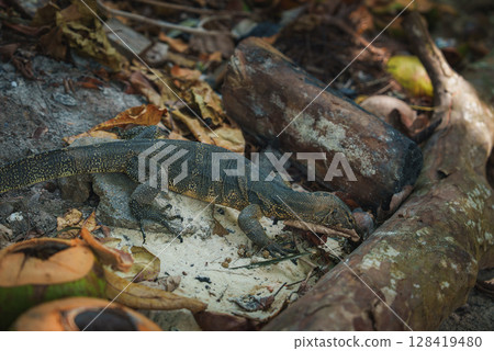 A monitor lizard rests on a forest floor covered with dry leaves, sand, and coconuts. A weathered tree branch adds to the tropical setting in Thailand. A monitor lizard rests on a forest floor covered with dry leaves, sand, and coconuts. A weathered tree branch adds to the tropical setting in Thailand. 128419480