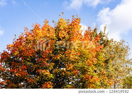 Beautiful autumn landscape with yellow leaves of trees and blue sky on a sunny day 128419592