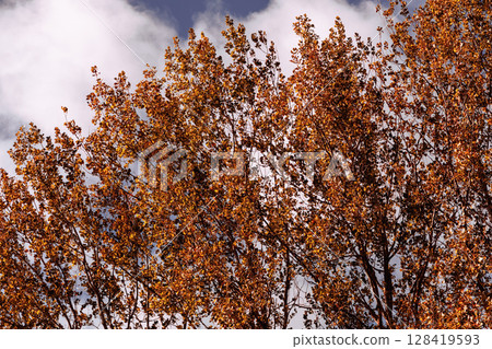 Beautiful autumn landscape with yellow leaves of trees and blue sky on a sunny day 128419593
