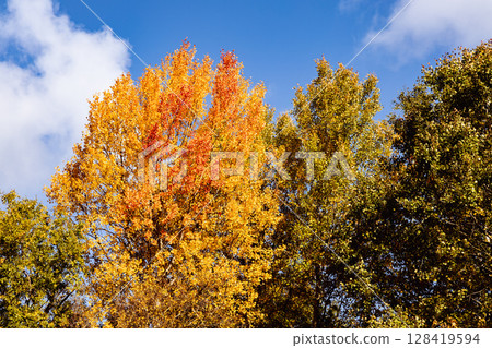 Beautiful autumn landscape with yellow leaves of trees and blue sky on a sunny day 128419594