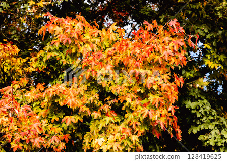 Beautiful autumn landscape with yellow leaves of trees and blue sky on a sunny day Beautiful autumn landscape with yellow leaves of trees and blue sky on a sunny day 128419625