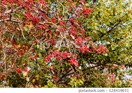 Red rowan berries on autumn tree Red rowan berries on autumn tree 128419631