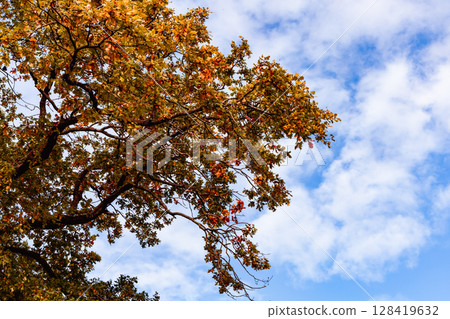 Beautiful autumn landscape with yellow leaves of trees and blue sky on a sunny day Beautiful autumn landscape with yellow leaves of trees and blue sky on a sunny day 128419632