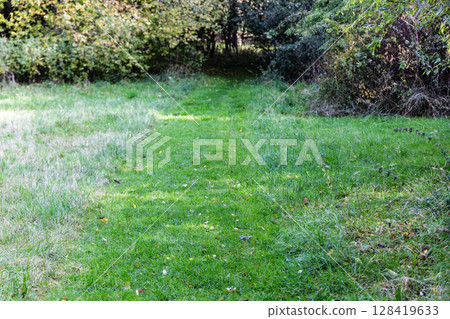 A mown path in green grass. Lawn mowing A mown path in green grass. Lawn mowing 128419633
