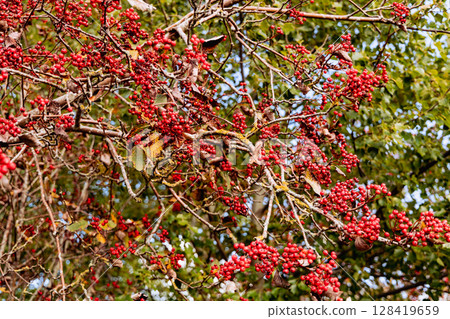 Red rowan berries on autumn tree 128419659