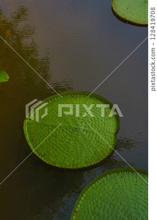 Large, textured lily pads with raised edges float on still water, reflecting faint outlines of nearby vegetation in a tranquil natural setting. 128419708
