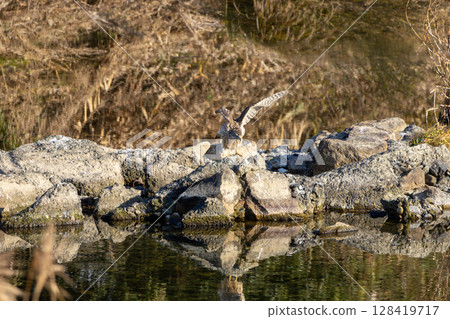 I captured the moment when a black kite taking a rest by the river took off. 128419717