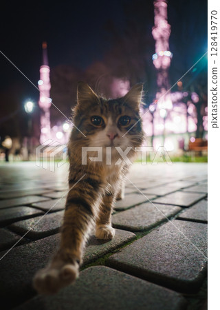 A tabby cat walks on a paved surface at night, extending its paw toward the camera. Two glowing minarets and urban elements are visible in the background. 128419770