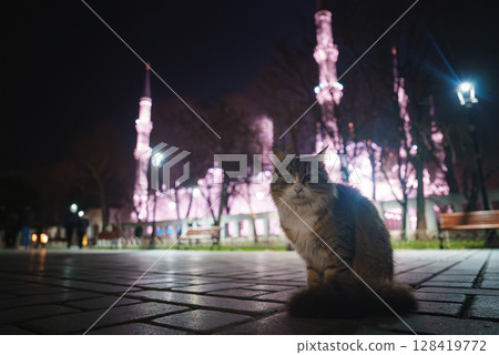 A fluffy cat sits on a paved walkway at night, framed by benches and bare trees, with a softly lit mosque featuring minarets in the background. A fluffy cat sits on a paved walkway at night, framed by benches and bare trees, with a softly lit mosque featuring minarets in the background. 128419772