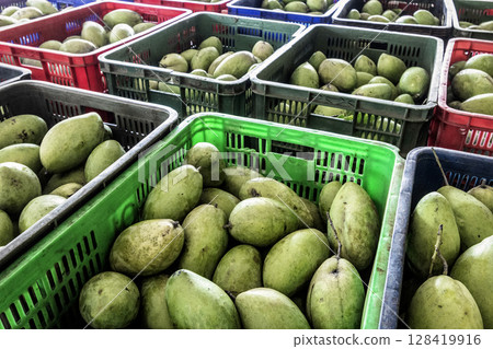 freshly harvested unripe green mango fruit in agriculture industry warehouse freshly harvested unripe green mango fruit in agriculture industry warehouse 128419916